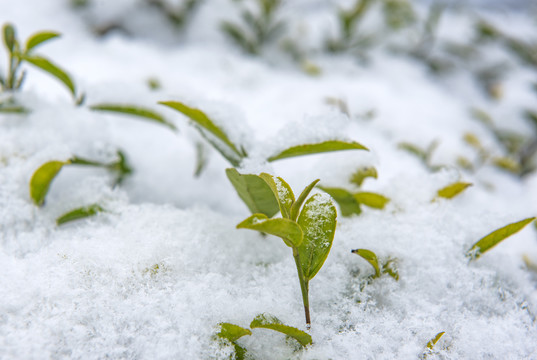 雪景冬季茶园茶叶生态