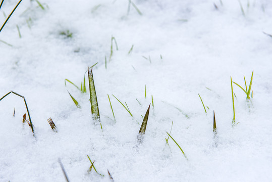 雪景雪地草地冬季