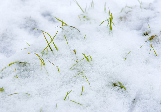 雪景雪地草地冬季