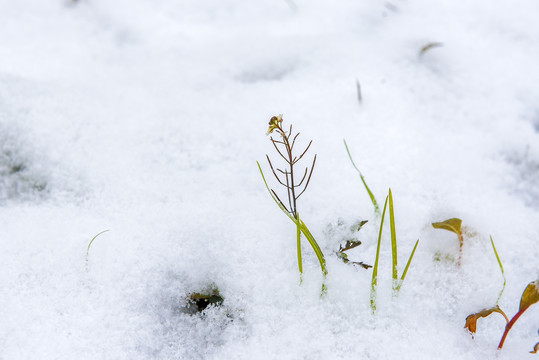 雪景草地雪地野草