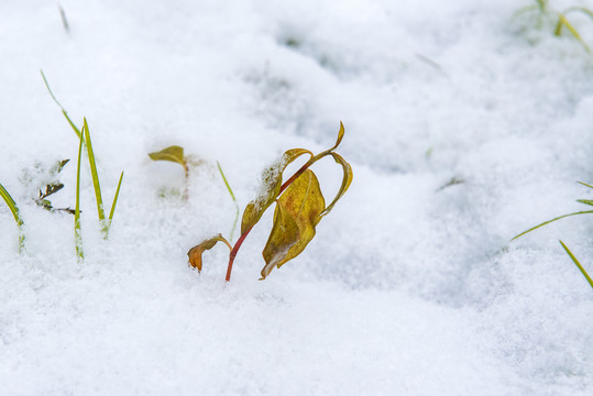 雪景草地雪地野草