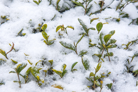 雪景冬季茶园茶叶生态