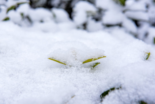 雪景冬季茶园茶叶生态