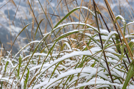 雪景茅草冬季草丛