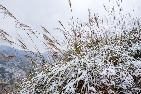 雪景茅草冬季草丛