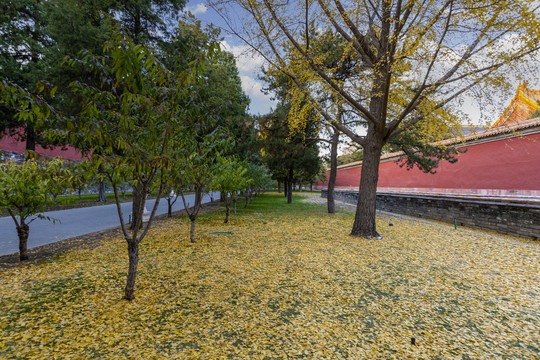 金秋时遍地黄色落叶的北京故宫