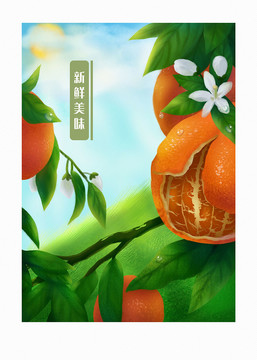 手绘柑橘插画橙子插画