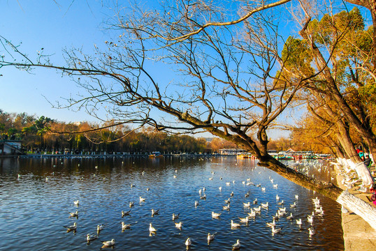 昆明翠湖公园