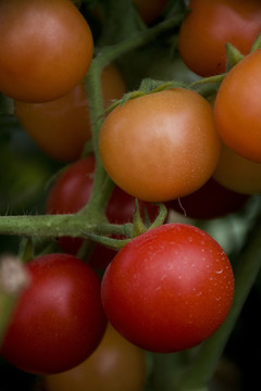 七彩小番茄