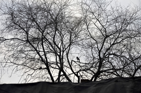 北京冬天树木小鸟