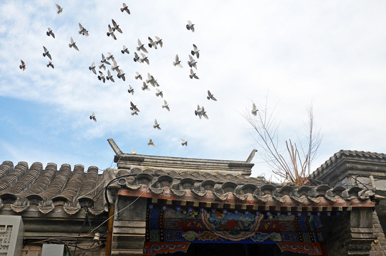 北京老城区鸽群