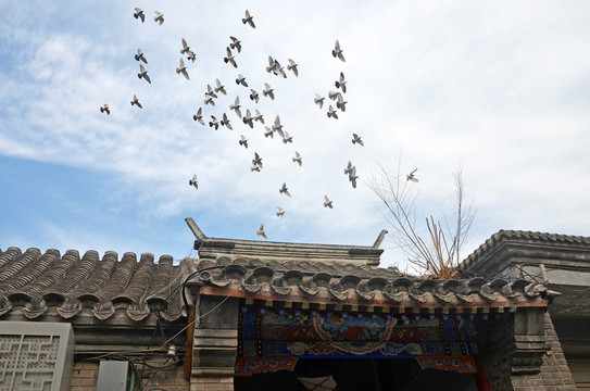 北京老胡同鸽子群