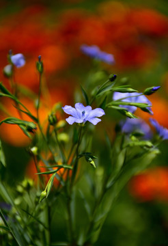 亚麻花