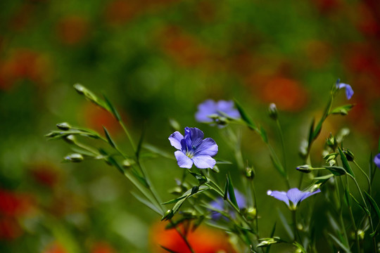 亚麻花