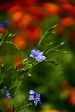 亚麻花