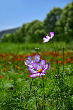 格桑花