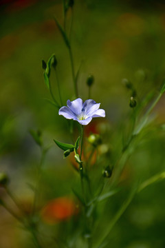 亚麻花