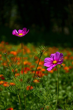 格桑花