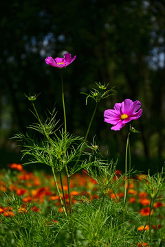 格桑花