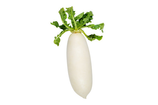 白蘿卜