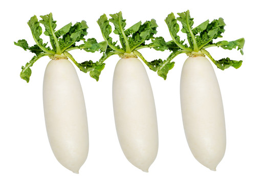 白蘿卜