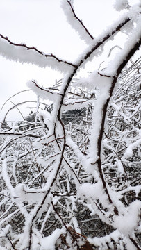 雪枝