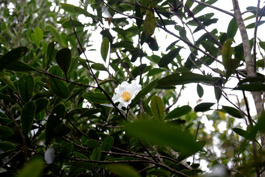 大頭茶