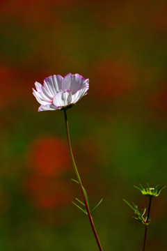 格桑花