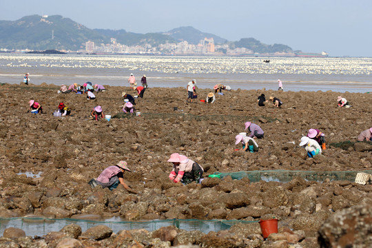 捡海鲜