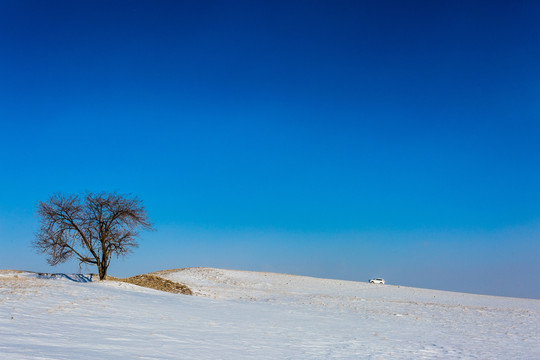 冬季雪原一棵树