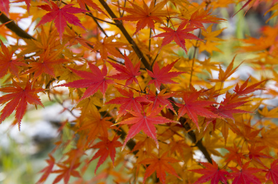 紅楓樹(shù)