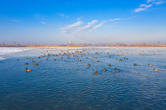 冬季湖泊鸟类