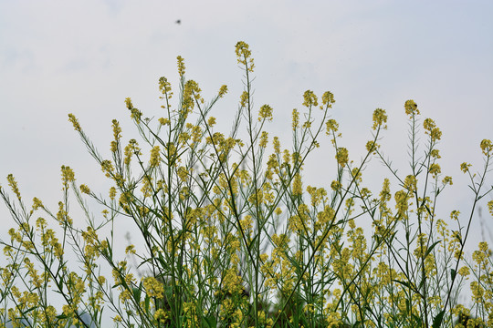 油菜花