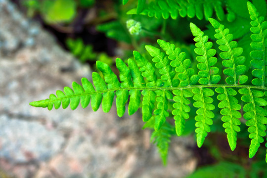 蕨类植物