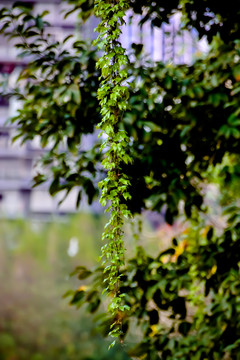 藤蔓植物