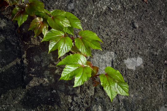 爬藤植物