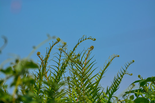 蕨类植物背景