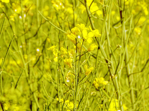 油菜花田