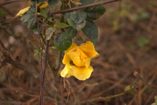 小黄花