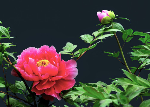 紅色牡丹花