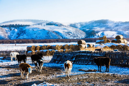冬季牛群养殖