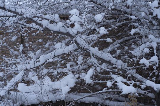 积雪