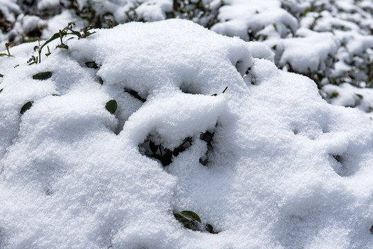 雪景冬季茶园