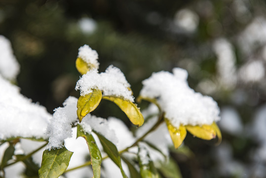 金丝楠雪景绿色生态