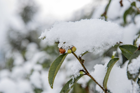 雪景茶花茶园