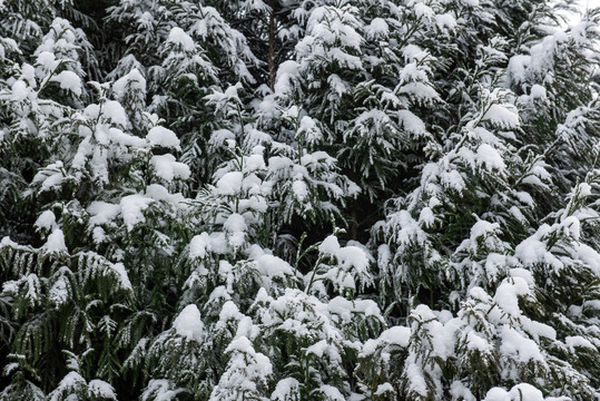 银杉雪松柳杉雪景