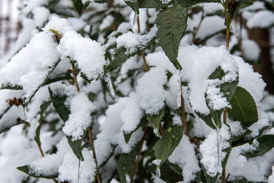 雪景冬季茶园