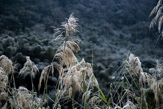 芦苇茅草冬季霜雪