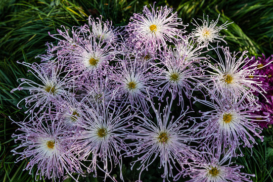 杭州植物园菊花展