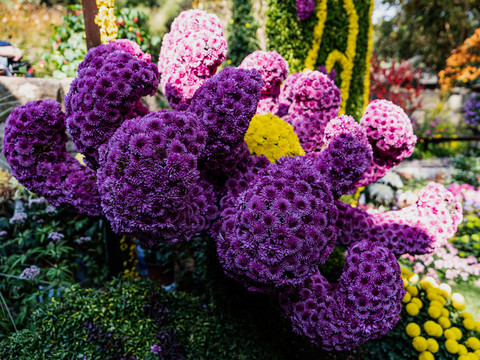 杭州植物园菊花展